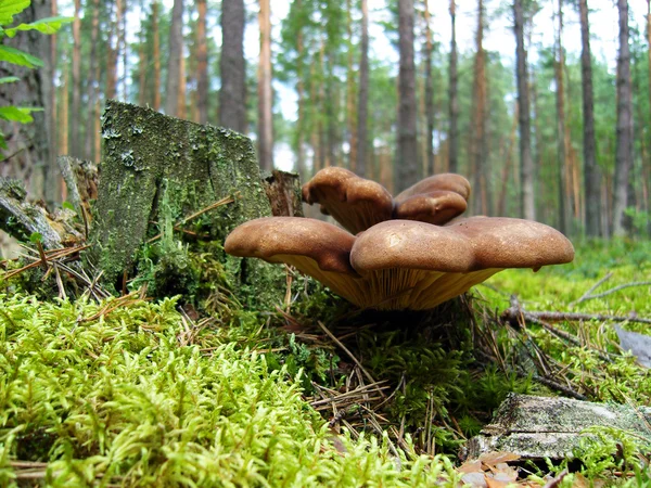 stock image The old stump with mushrooms.