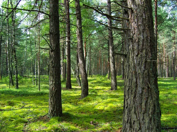 Floresta de pinheiro . — Fotografia de Stock