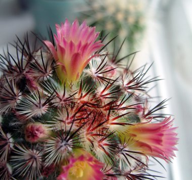 Cactus with pink flowers. clipart