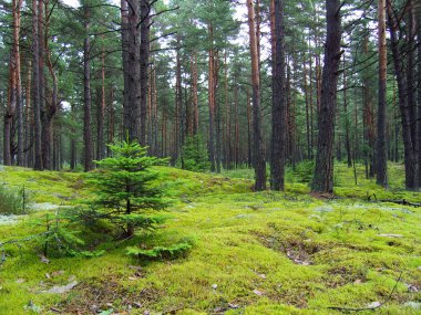 Young firs in pine forest. clipart