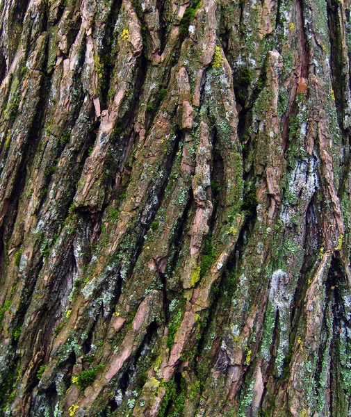 Кора старого дерева . — стокове фото