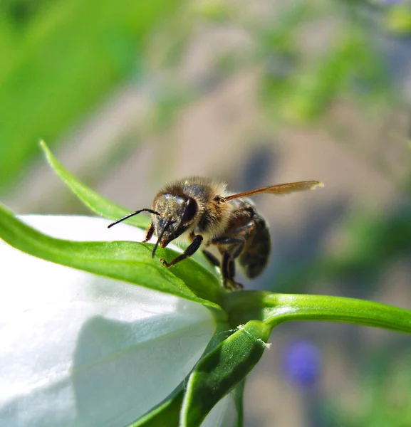Bee sitting on flower. — Stock Photo, Image