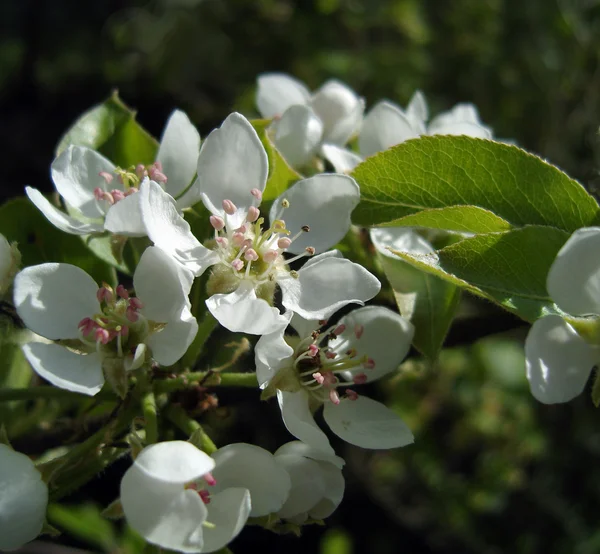 Blossoming pear tree. — Stock Photo, Image