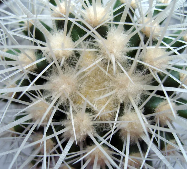 Fehér tüskék, kaktusz. — Stock Fotó