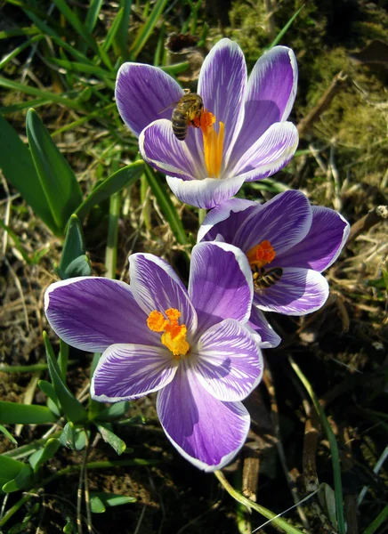 Spring crocuses and bees. — Stock Photo, Image