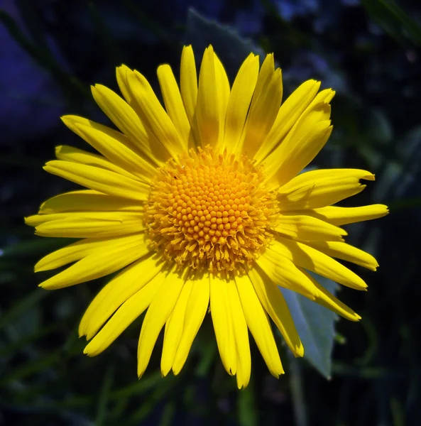 Stock image Yellow flower. Doronicum.