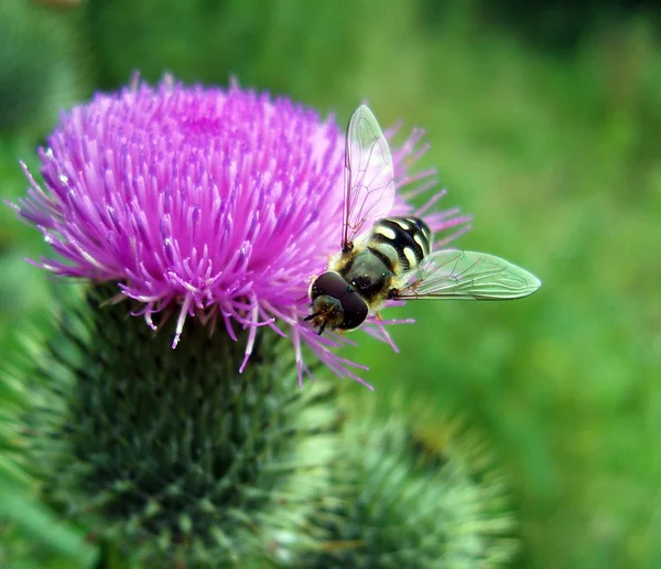 Το όμορφο μύγα στο λουλούδι Λιβάδι. — Φωτογραφία Αρχείου