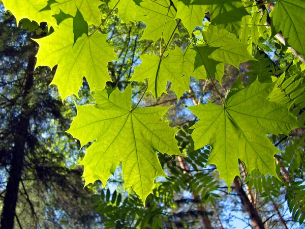 Foliage of maple. Background.