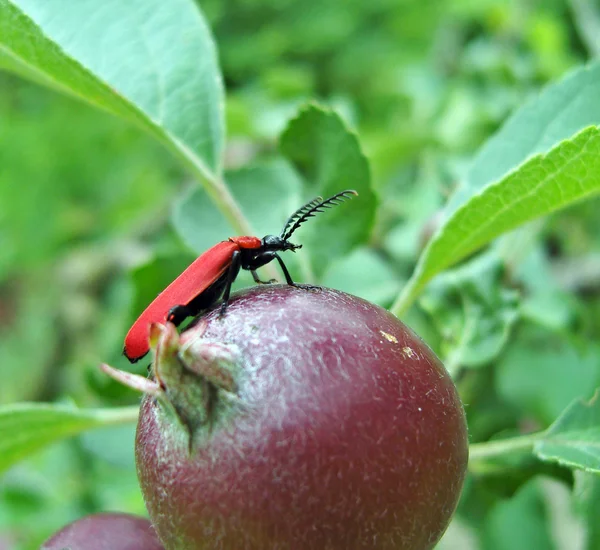 Красный жук . — стоковое фото