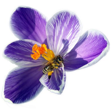 Bee on spring flower. clipart