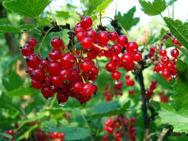 Red currant. clipart