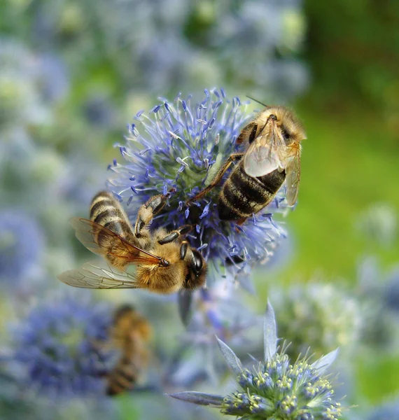 Two bees on blue flowers. — Stock Photo, Image
