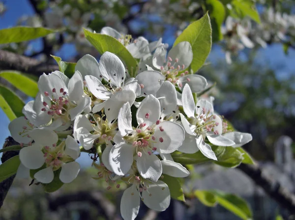 Çiçek açması armut ağacı. — Stok fotoğraf