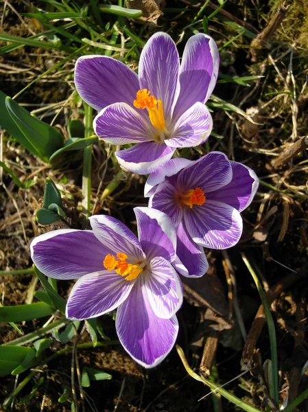 Spring striped lilac crocus. — Stock Photo, Image