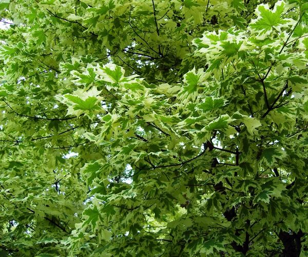 Background of decorative maple foliage. — Stock Photo, Image