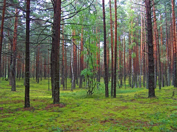 Borový les. — Stock fotografie