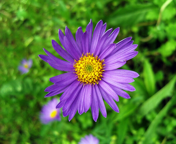 Violet alpine aster .