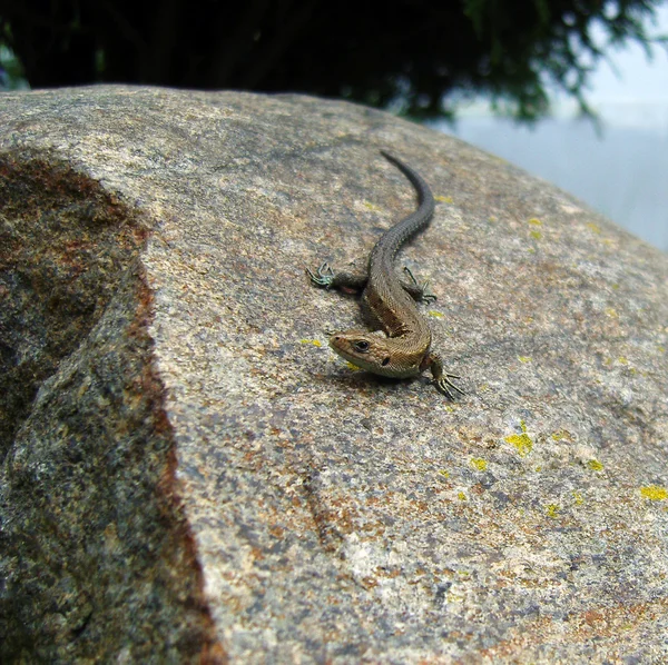 Lézard rampant sur les rochers . — Photo