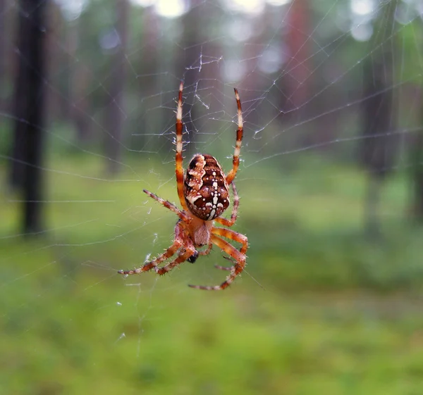 Bir ormandaki örümcek. — Stok fotoğraf