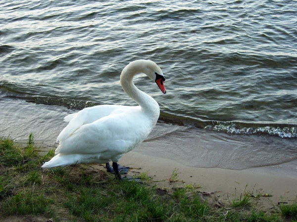 Cisne. — Foto de Stock