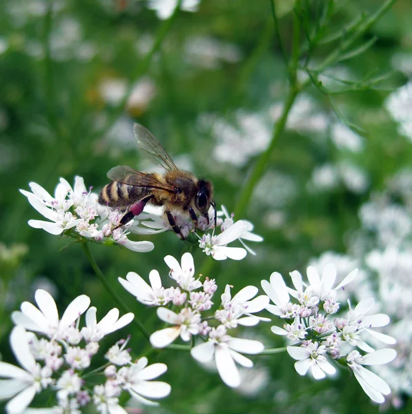 Bee on coriander flowers. — Stock Photo, Image