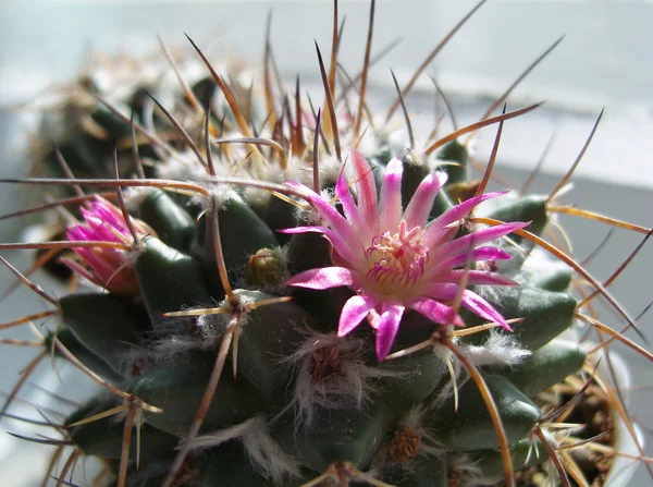 Blomma av kaktus. — Stockfoto
