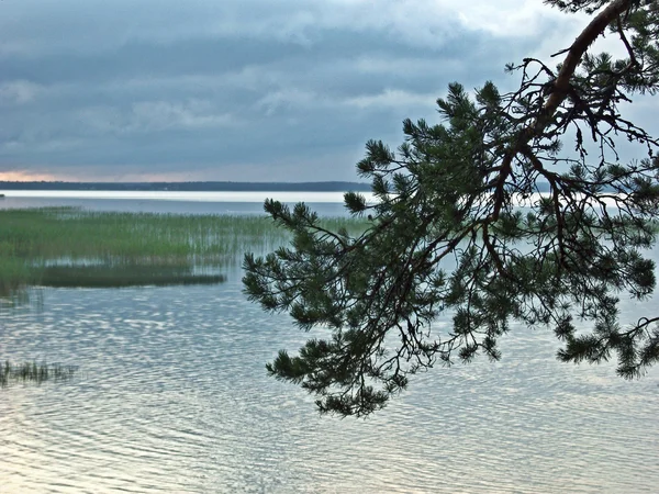 Pine branch on lake background. — Stock Photo, Image
