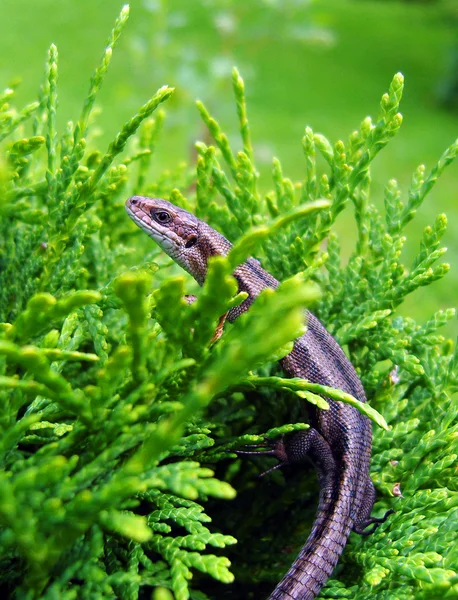 Lizard. — Stock Photo, Image