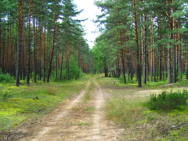 De weg in dennenbos. — Stockfoto