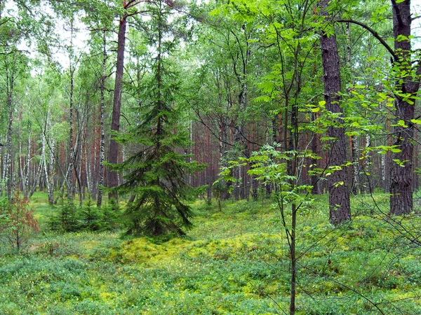 Vegyes erdő. — Stock Fotó