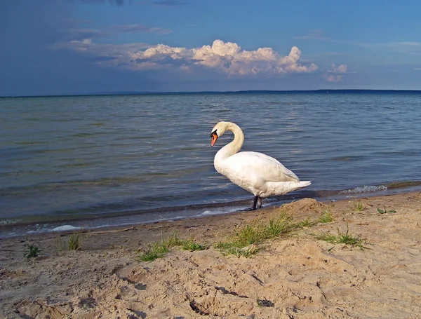 Den vita svanen vid sjön. — Stockfoto
