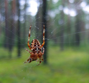 A beautiful spider in a forest. clipart