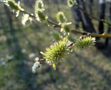 budbreak. bahar zamanı.