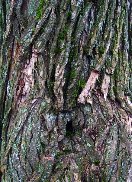树皮的老树。背景. — 图库照片