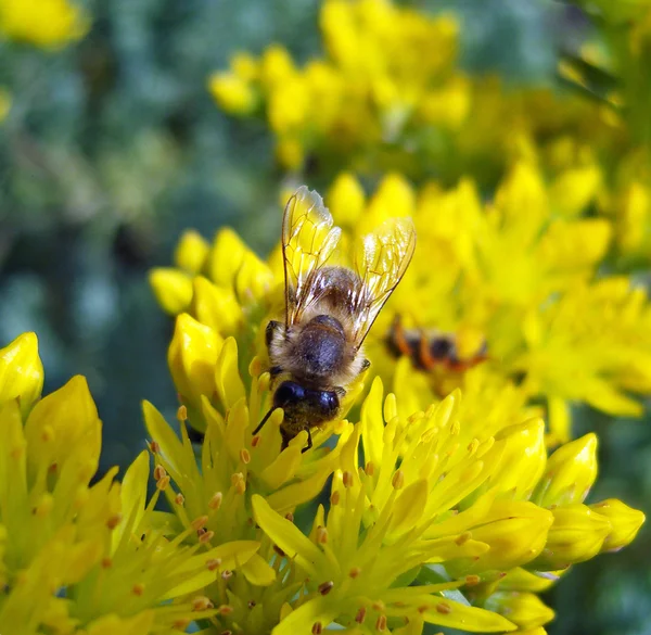 Bee on yellow flowers. — Stock Photo, Image