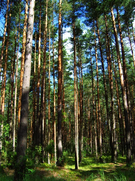 Сосновий ліс . — стокове фото