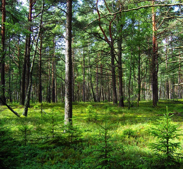 Forêt de pins . — Photo