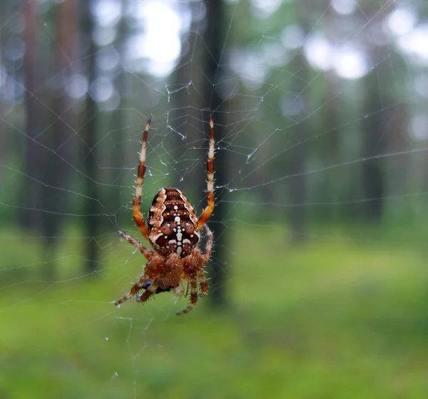 Piękne pająk w lesie. — Zdjęcie stockowe