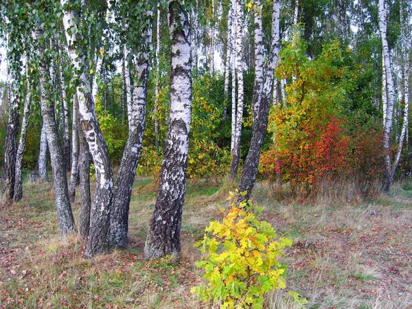 Birch grove in autumn. — Stock Photo, Image