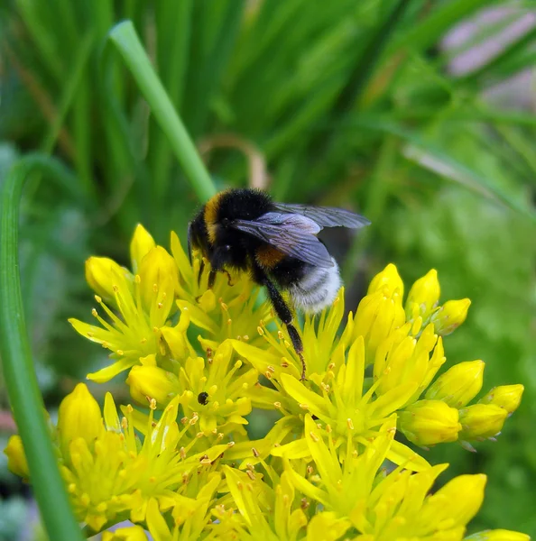 Bumblebee on yellow flowers. — Stock Photo, Image