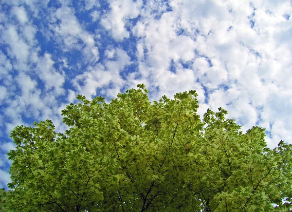 Background with maple foliage. — Stock Photo, Image