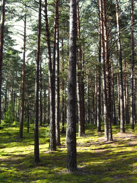 Borový les. — Stock fotografie