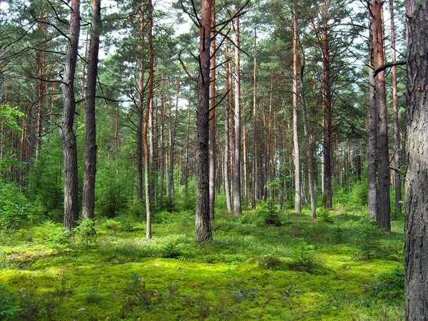 Jehličnatý les. — Stock fotografie