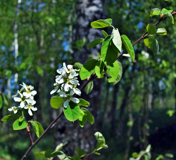 Árbol en flor. — Foto de Stock