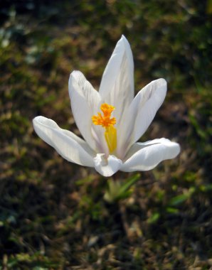 Beyaz bahar crocus.