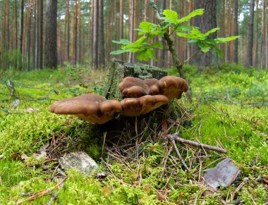 Mushrooms near the old stump. clipart