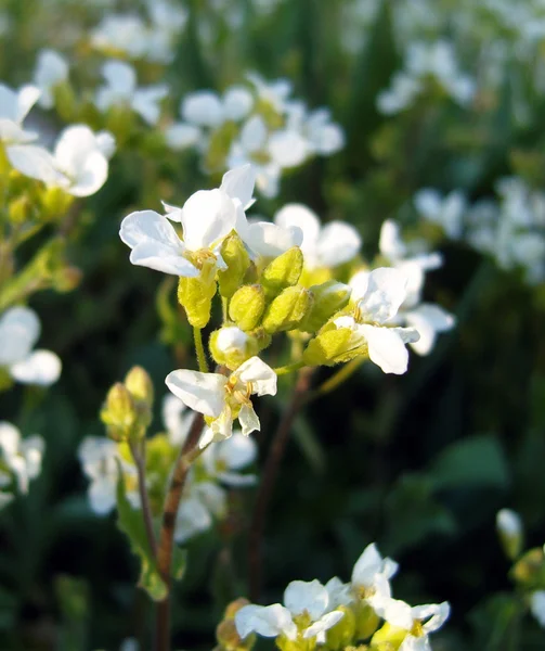 Witte bloemen. — Stockfoto
