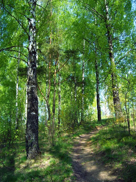 Birch grove. — Stock Photo, Image
