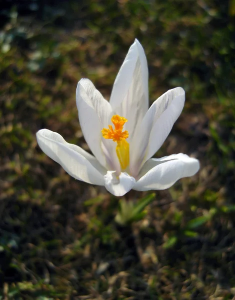Crocus de printemps blanc . — Photo