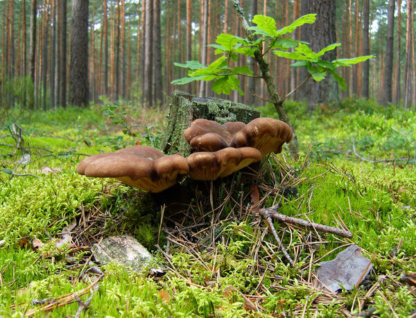 Mushrooms near the old stump.
